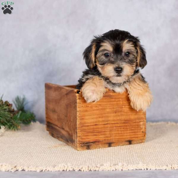 Daisy, Yorkie-Chon Puppy